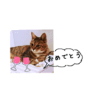 my cat me-chann 4（個別スタンプ：1）