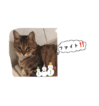 my cat me-chann 4（個別スタンプ：2）