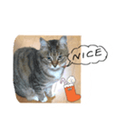 my cat me-chann 4（個別スタンプ：3）