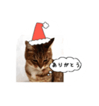 my cat me-chann 4（個別スタンプ：4）