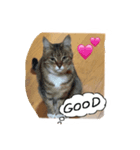 my cat me-chann 4（個別スタンプ：5）