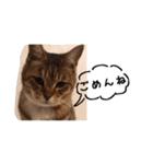 my cat me-chann 4（個別スタンプ：7）