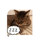my cat me-chann 4（個別スタンプ：8）