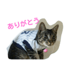 アルくん1（個別スタンプ：1）