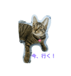 アルくん1（個別スタンプ：4）