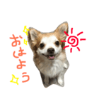 大吉プロのスタンプ（個別スタンプ：1）