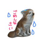 大吉プロのスタンプ（個別スタンプ：8）