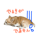 大吉プロのスタンプ（個別スタンプ：15）