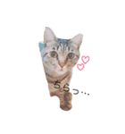 我が家の雑種ねこ(くー＆つゆ＆もこ)（個別スタンプ：1）