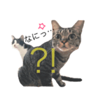 我が家の雑種ねこ(くー＆つゆ＆もこ)（個別スタンプ：2）