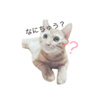 我が家の雑種ねこ(くー＆つゆ＆もこ)（個別スタンプ：3）