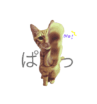 我が家の雑種ねこ(くー＆つゆ＆もこ)（個別スタンプ：4）