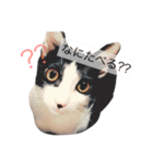 我が家の雑種ねこ(くー＆つゆ＆もこ)（個別スタンプ：5）