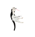 我が家の雑種ねこ(くー＆つゆ＆もこ)（個別スタンプ：7）