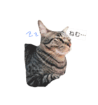 我が家の雑種ねこ(くー＆つゆ＆もこ)（個別スタンプ：8）