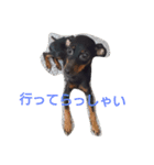chakotan（個別スタンプ：2）
