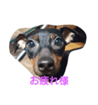 chakotan（個別スタンプ：5）