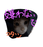 chakotan（個別スタンプ：6）