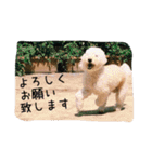 毎日おにゃ子（個別スタンプ：5）