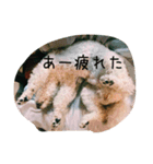 毎日おにゃ子（個別スタンプ：7）