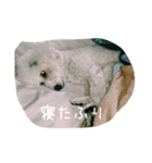 毎日おにゃ子（個別スタンプ：17）