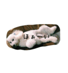 毎日おにゃ子（個別スタンプ：20）