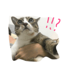 ねこのいちご（個別スタンプ：1）