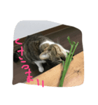 ねこのいちご（個別スタンプ：2）