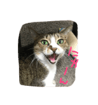ねこのいちご（個別スタンプ：3）