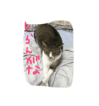 ねこのいちご（個別スタンプ：5）
