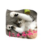ねこのいちご（個別スタンプ：6）
