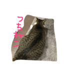 ねこのいちご（個別スタンプ：7）