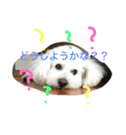 ビションフリーゼ ふわもこ犬の日々（個別スタンプ：1）