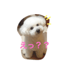 ビションフリーゼ ふわもこ犬の日々（個別スタンプ：2）