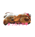 ビションフリーゼ ふわもこ犬の日々（個別スタンプ：3）