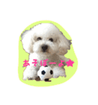 ビションフリーゼ ふわもこ犬の日々（個別スタンプ：7）