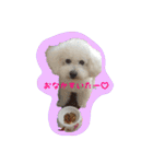 ビションフリーゼ ふわもこ犬の日々（個別スタンプ：9）