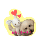 ビションフリーゼ ふわもこ犬の日々（個別スタンプ：11）