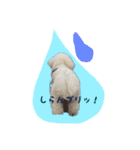 ビションフリーゼ ふわもこ犬の日々（個別スタンプ：12）