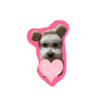 ビションフリーゼ ふわもこ犬の日々（個別スタンプ：13）
