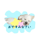 ビションフリーゼ ふわもこ犬の日々（個別スタンプ：14）