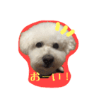 ビションフリーゼ ふわもこ犬の日々（個別スタンプ：15）