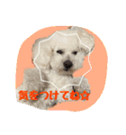 ビションフリーゼ ふわもこ犬の日々（個別スタンプ：18）