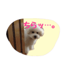 ビションフリーゼ ふわもこ犬の日々（個別スタンプ：19）