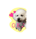 ビションフリーゼ ふわもこ犬の日々（個別スタンプ：20）