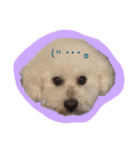 ビションフリーゼ ふわもこ犬の日々（個別スタンプ：21）
