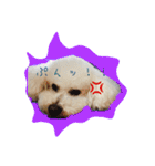 ビションフリーゼ ふわもこ犬の日々（個別スタンプ：22）