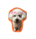 ビションフリーゼ ふわもこ犬の日々（個別スタンプ：24）