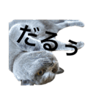 雪見大福.1（個別スタンプ：14）
