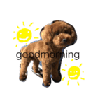 愛犬のかいくん（個別スタンプ：1）